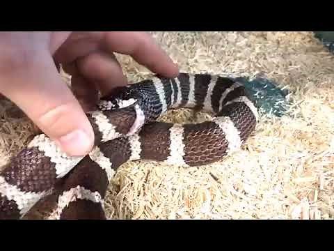 Reptile sanctuary saves king snake from eating itself