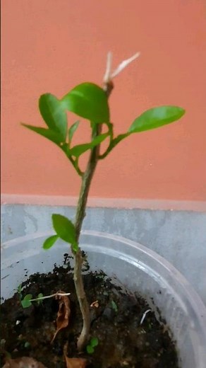 Lemon Tree Bonsai process started 🍋