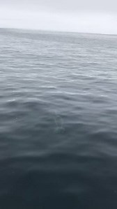 5.5K views | Aloha Spirit Sportfishing on Reels | Facebook