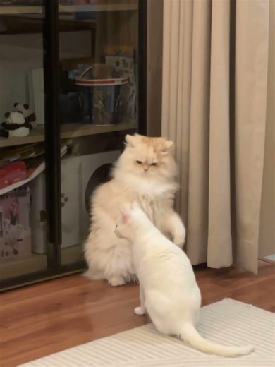 Being big isn't always an advantage. #cat #animals #cute