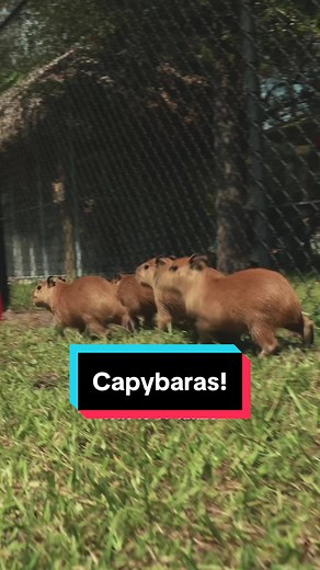 Turning this page into a Capybara fan page… yea? #conservewildlife #conservation #broology #howcool #endangeredspecies #animaltok #wildlife