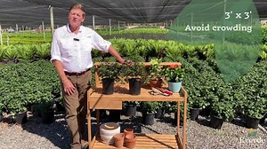 EVERDE GROWERS 2.5 qt. Azalea - Evergreen 240923