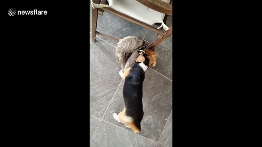 Rescued sloth has adorable cuddle with beagle friend