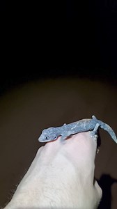 6.4K views · 159 reactions | Tasting eyes > tasting flies! This gecko...