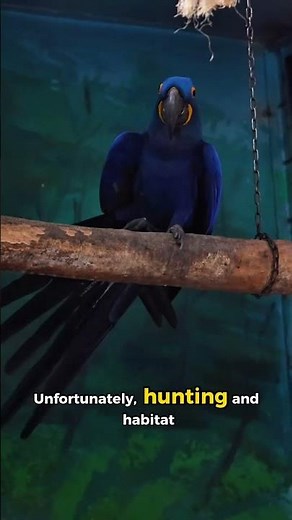 SPIX'S MACAW : THE BLUE BIRD RISING FROM EXTINCTION #shorts #education #spixsmacaw #animals #blue