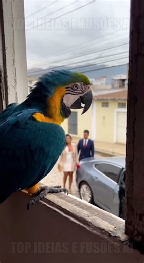 A Arara bateu o olho e já entendeu tudo 😂 Feito no sora 2