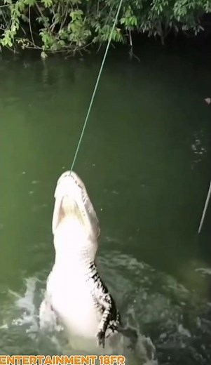 Crocodiles Can Run Faster Than You