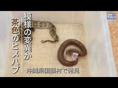 模様の変異か？ 茶色のハブ、沖縄で見つかる