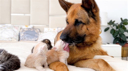 German shepherd suddenly adopted by tiny kittens
