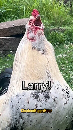 Chicken Happy Hour | Larry! Don’t be scary 🤪 come say hello , Frankie’s calling! Audio: @borariechorar 🫶 #larry #rooster #chickens #memesdaily... | Instagram
