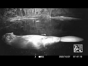 Beavers create a healthy riparian forest in the Mojave Desert