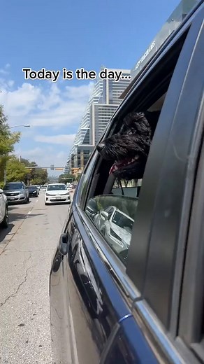 47K views · 42 reactions | It’s always a good surprise when Pet Honesty vitamins are involved!拾 #petco #pethealth #dogsoftiktok #pethonesty #dogsupplements #dogmoms #dogs | Pet Honesty | Facebook