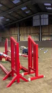 Miniature Horse Navigates an Indoor Obstacle Course