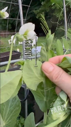 Most people harvest the peas from the garden… but did you know you can also harvest the pea shoots?