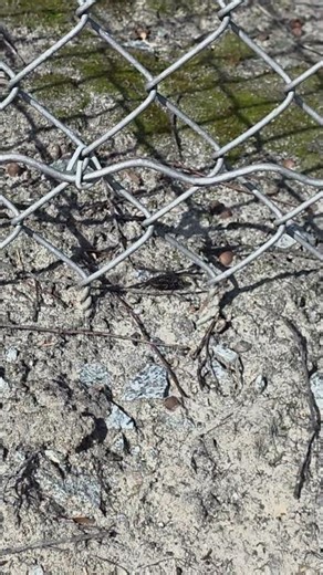 little wasp drags poor cricket to it's nest.