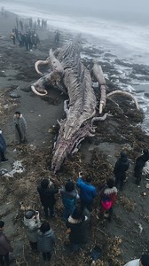 1.4M views · 18K reactions | 80-Foot Sea Monster Washes Up on Japanese Shore #seamonster #japan #ocean | Most Amazing Top 10 | Facebook