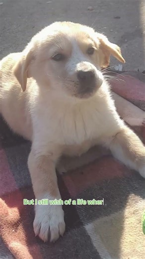 🌟Carol the Perfect Puppy🌟 Is Looking For Her Forever Family #adoptme #puppy #foryou #adoptstrays