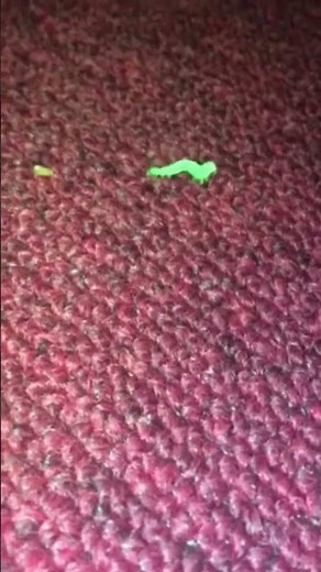 A Video Of An Inchworm.mov