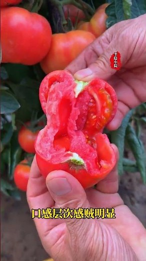The hairy pink tomato has a sandy, juicy texture and tastes great. Why not grow a few and try it?