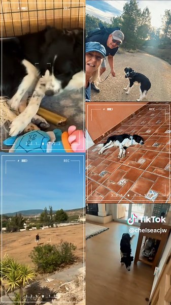 scrappy now collie successful adoption @FFH-5R’s @finding forever homes #adopted #dogrescue