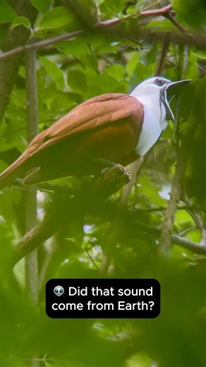 Three-wattled Bellbird | The Most Alien Bird Call in Costa Rica? 👽🐦