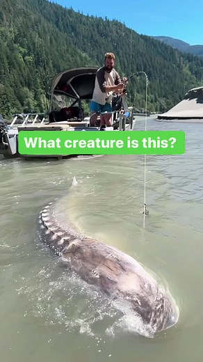 The largest freshwater fish in North America. The White Sturgeon. | white sturgeon