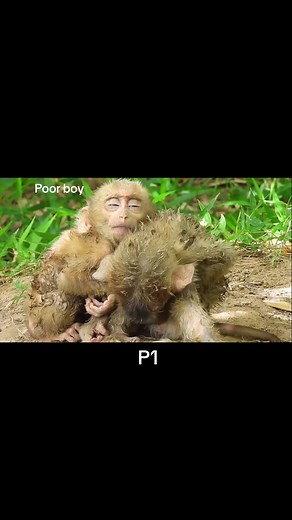 Poor 2 baby monkeys abandoned by their mother and sick .. #😞💔 #😰😰😰 #monkey #socutebaby #monkeyfamily #yfp
