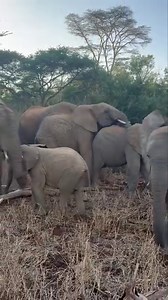 281K views · 10K reactions | The many layers of the Umani herd,...