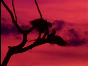 Opening To World Animals 2004 DVD