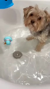 Splish splash! 10 Yorkies in the bath! 🛁💦💙 @theutahyorkies | Yorkies Gram