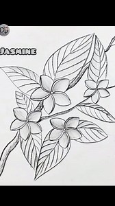94K views · 1.6K reactions | Jasmine flowers | Easy drawing ideas #drawingtutorial #drawing #pencilsketch | Drawing Book | Facebook