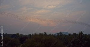A line of bats flying from the Battambang Bat Caves in Cambodia during sunset - wide shot