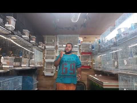 Présentation de mon élevage d'oiseau. ( mandarin - canari - gould - moineau du japon - perruche )