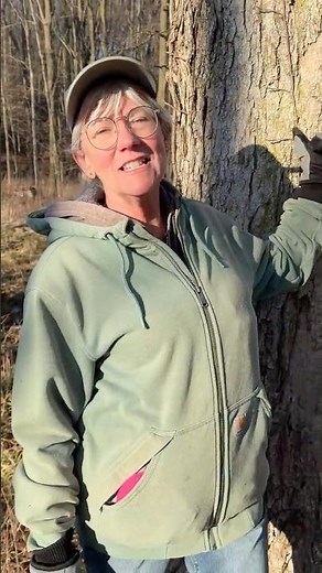 Prepping the Forest for Maple Season #bushcraft #syrup #woods