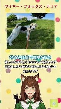 [Wire Fox Terrier] The King of ○○!! Explained in the main video! #dog #WireFoxTerrier #DogLab