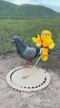 Unique Creative Pigeon Bird Trap Using Spring #camping #outdoors #bushcraft