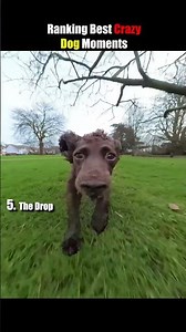Ranking Best Crazy Dog Moments