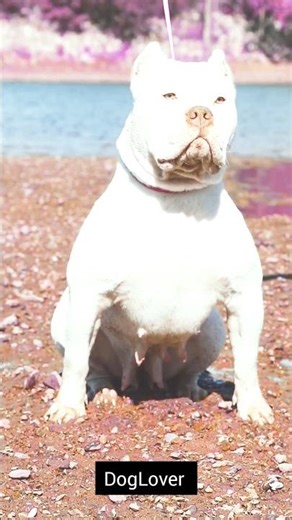 Pitbull vs Tiger Real Fight. 💯