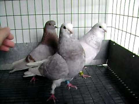 2011 Ruby Red Roller Pigeons