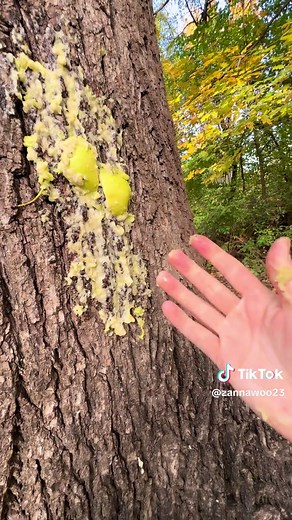 Satisfying Big Buck Attraction Techniques