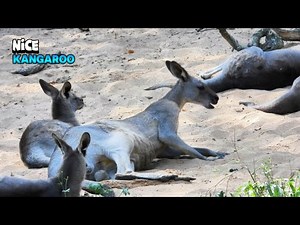 Stunning Kangaroo Family Chilling