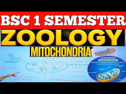 B.Sc. first semester Zoology Unit-2 |Mitochondria | Structure and ATP Synthesis |