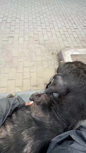 LOS CALLEJERITOS SIN HOGAR🐕 on Instagram: "Este pequeño deambula por las calles con un hueco en su cadera por ello lo llevamos a la veterinaria y su diagnóstico es muy lamentable porque tiene hemoglobina de 3 y necesita transfusión de sangre urgente 😭🙏🏼 más de otros exámenes pero todo eso es costoso Cuentas de apoyo Yape/948533819 nombre Los Callejeritos sin hogar Plin/ 993058135 nombre Honorata Saume Yucra PayPal : Honorata Saume Yucra https://www.paypal.me/Sarasaume Ct. Bcp: 1926929959083 