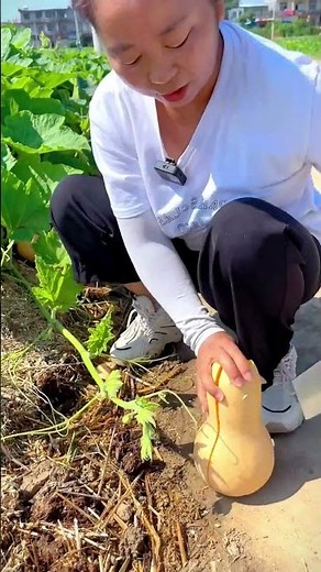 🎃 Fresh Harvest: Perfectly Ripe Butternut Squash!