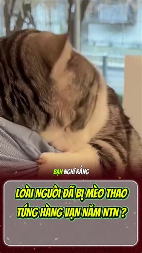 Mèo đã thao túng bạn như thế nào #gocthucung #cat #funnycat #nuoimeo #meo
