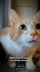 107K views · 3K reactions | Die Beste Geschichte vom kleinen Nils Einfach herrlich☺️Hant einen schönen Abend ihr Lieben #lipsync #sprechendekatze #lustig #humor #lebenmitkatzen #ilovemycat #haustierliebe #inlove #katze #cats #catsoftiktok #katzesüß #katzenvideo #hauskatze #katzenliebe #katzen | Hejdine | Facebook