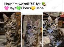 READY NOW X2 girsl left GCCF Registered Pedigree Maine Coon Kittens from CHAMPION show lines - £1,450