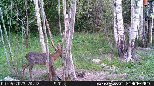 🦝 Raccoon dogs – a growing threat to wildlife In a recent trail camera video from a Latvian hunter, a roe deer is seen suddenly fleeing — and the reason soon becomes clear: a raccoon dog moving through the same area. At first glance, these animals might look harmless or even cute, but in reality, raccoon dogs pose a serious threat to local ecosystems. Here are three key reasons why: 1️⃣ Predation on native species – They raid bird nests, eat eggs and small mammals, severely impacting ground-nes