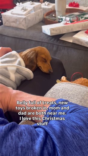 Milo on Instagram: "It really is the most wonderful time of year 🎄 #christmaspuppy #minidoxiesofinstagram #weinerdogworld #merrychristmaseveryone"