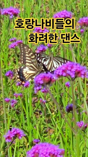 호랑나비 한 쌍이 영원하길#nature#healing#동해시 무릉별유천지#butterfly